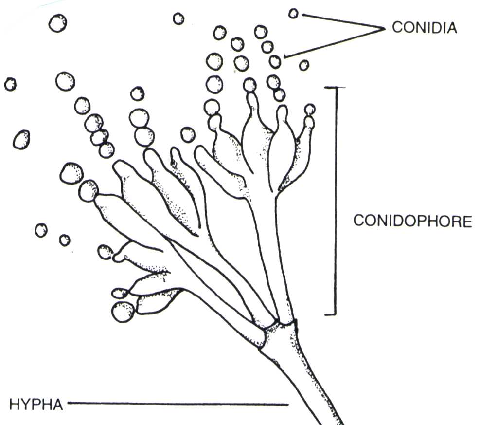 Fungi Imperfecti; deuteromycetes